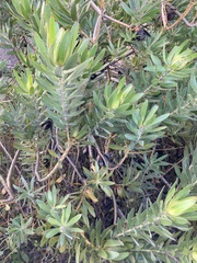Leucadendron laureolum