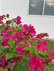 Bougainvillea
