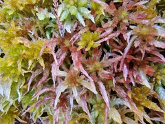 Sphagnum subnitens