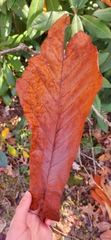 Magnolia