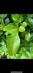 Citrus maxima