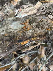 Hydnophlebia