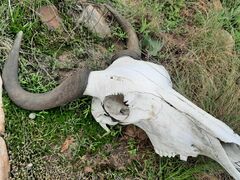 Connochaetes taurinus