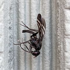 Tritoxa flexa