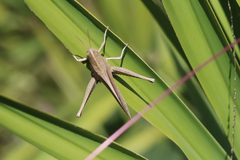 Schistocerca damnifica