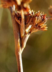 Juncus subnodulosus