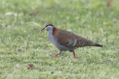Phaps elegans