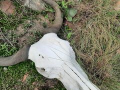 Connochaetes taurinus