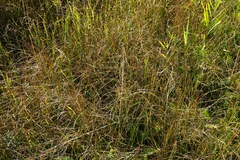 Juncus subnodulosus