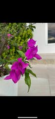 Bougainvillea glabra