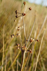 Juncus subnodulosus
