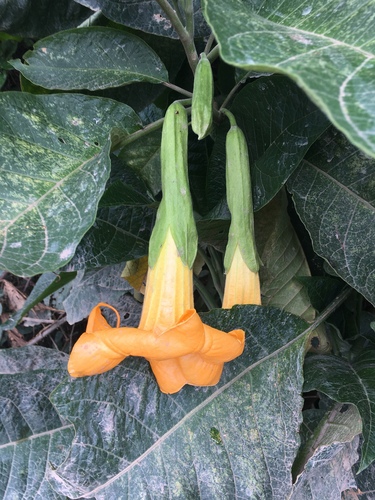 Brugmansia aurea