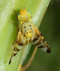 Orellia tragopogonis