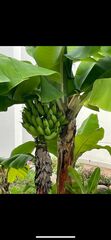 Musa