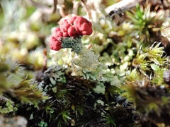 Cladonia floerkeana
