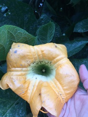 Brugmansia aurea