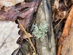 Ramalina americana