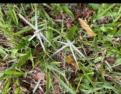 Rhynchospora nervosa