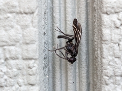 Tritoxa flexa