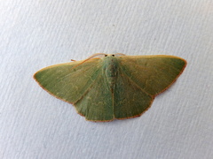 Prasinocyma semicrocea