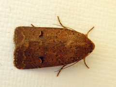 Proteuxoa tibiata