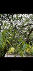 Azadirachta indica