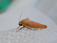 Ptyoptila matutinella