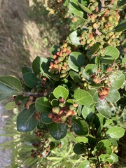 Searsia laevigata