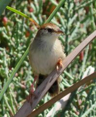 Cisticola tinniens