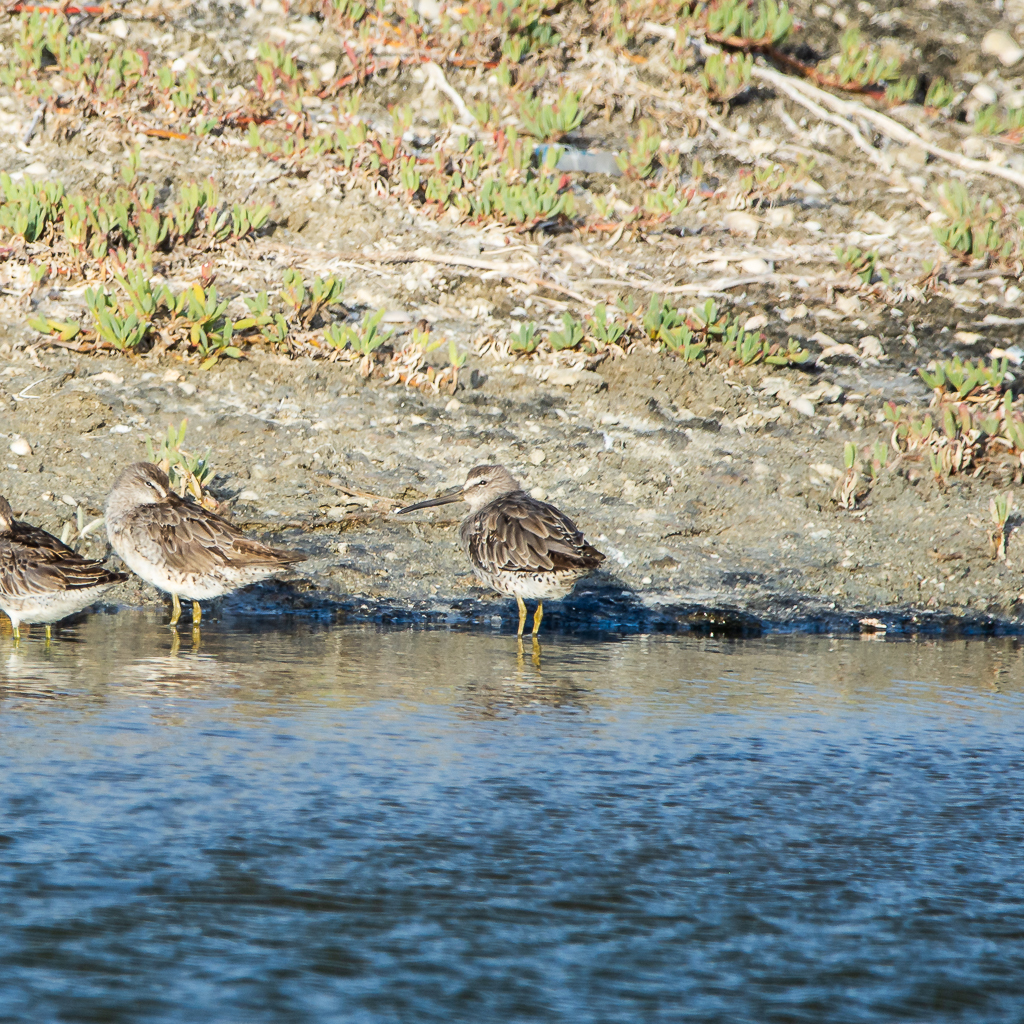 Short-billed Dowitcher