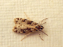 Scoparia chiasta