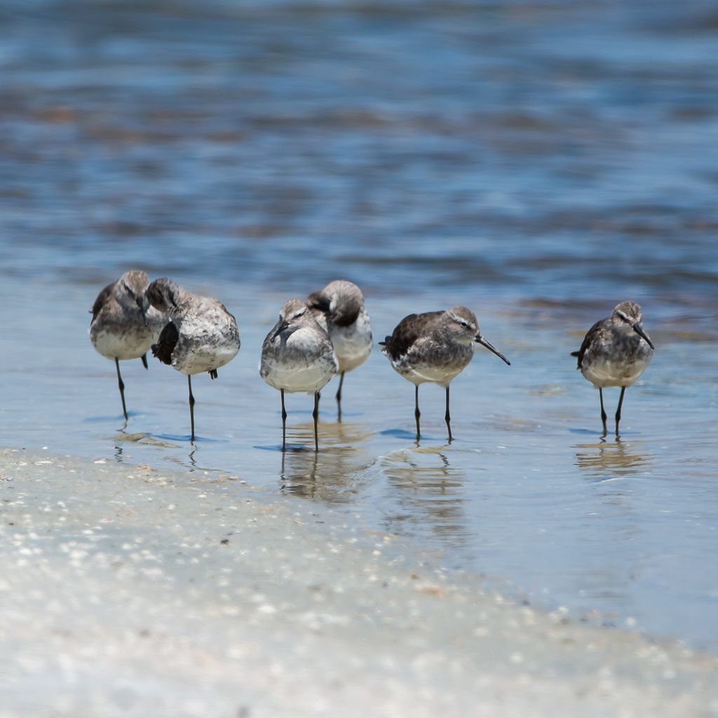 Stilt Sandpiper