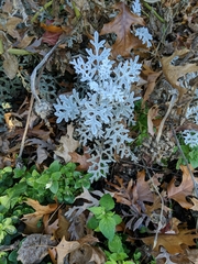 Asteroideae
