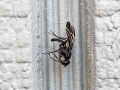 Tritoxa flexa