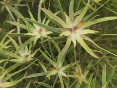 Proteaceae