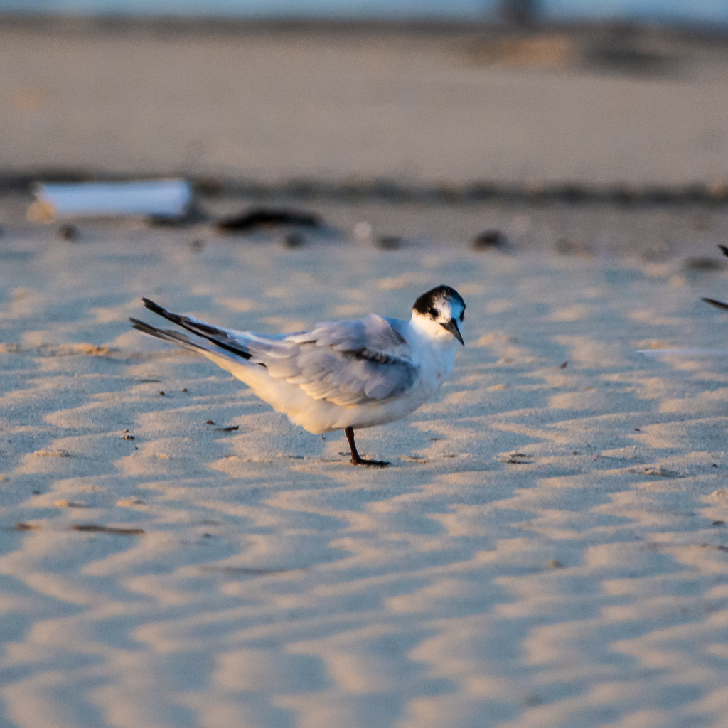 Roseate Tern