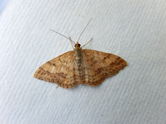 Scopula rubraria