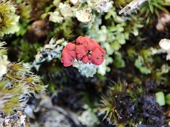 Cladonia floerkeana