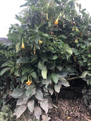 Brugmansia aurea
