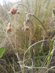 Tulbaghia