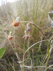 Tulbaghia