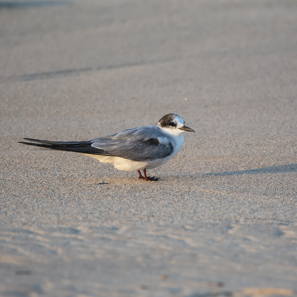 Arctic Tern