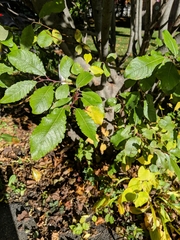 Salix