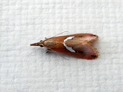 Canuza