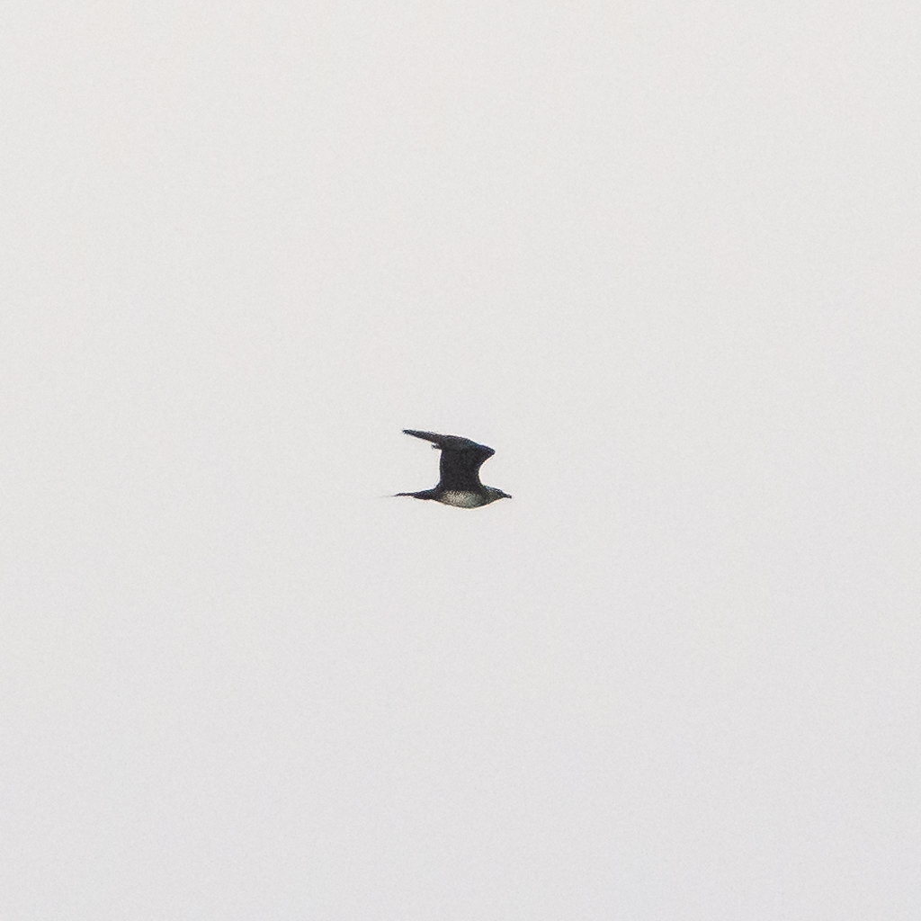 Long-tailed Jaeger