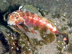 Harlequin Sandsmelt photo 2