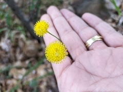 Chrysocoma coma-aurea