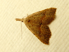 Trigonistis asthenopa
