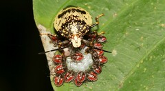 Antiteuchus melanoleucus