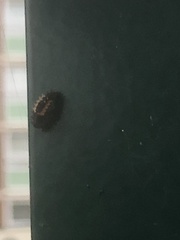 Harmonia axyridis